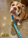Badlands Dog Collar